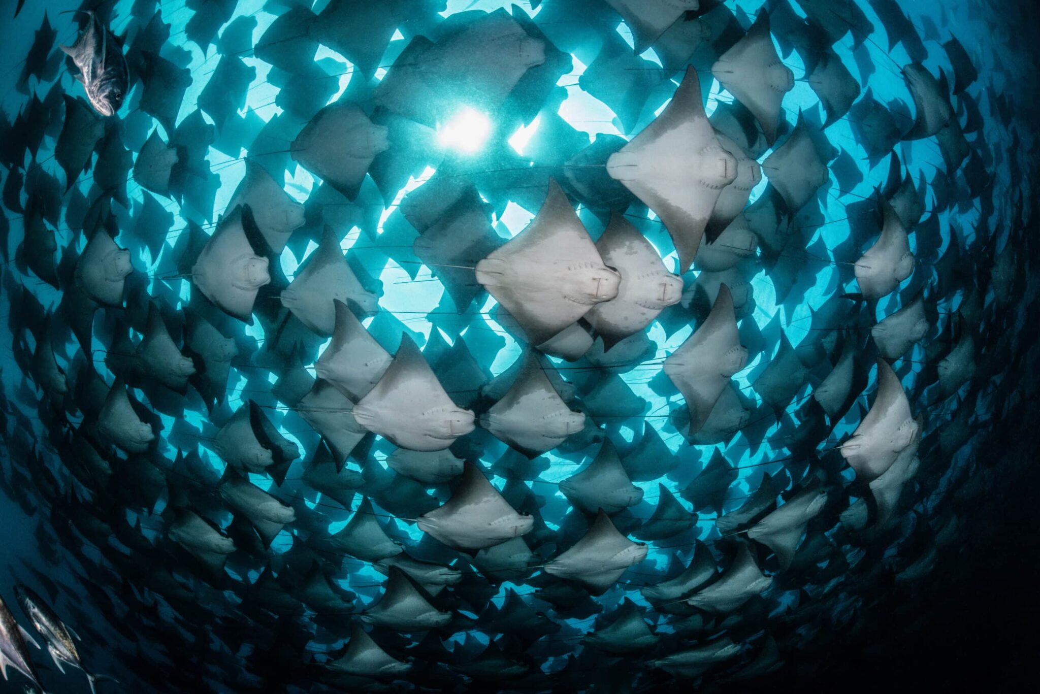 Awe-inspiring swirl of a large group of rays, almost looking elliptical as they swim past the camera. The photograph is taken by award-winning Colombian photographer Edwar Herreno and contains striking blue colours as sunlight streams through the water from the ocean's surface. Ray Photography.