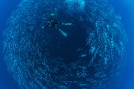 Awe-inspiring deep blue underwater photograph by award-winning Costa Rican photographer Edwar Herreno. A huge bait ball swirls around the frame with a diver, looking tiny in comparison, posing in front of the fish. The image evokes feelings of wonder and surprise. Bull Jack photograph