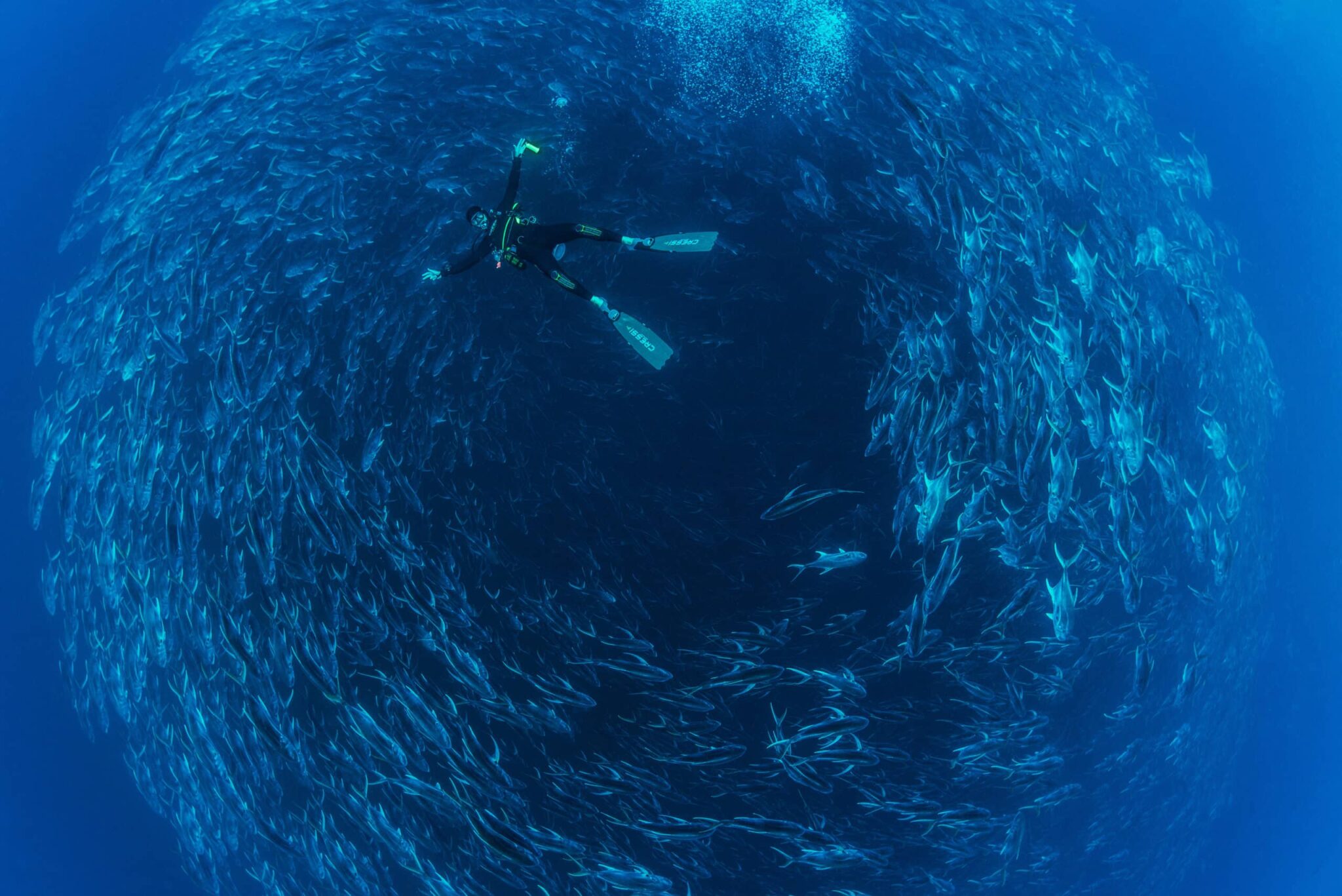 Awe-inspiring deep blue underwater photograph by award-winning Costa Rican photographer Edwar Herreno. A huge bait ball swirls around the frame with a diver, looking tiny in comparison, posing in front of the fish. The image evokes feelings of wonder and surprise. Bull Jack photograph