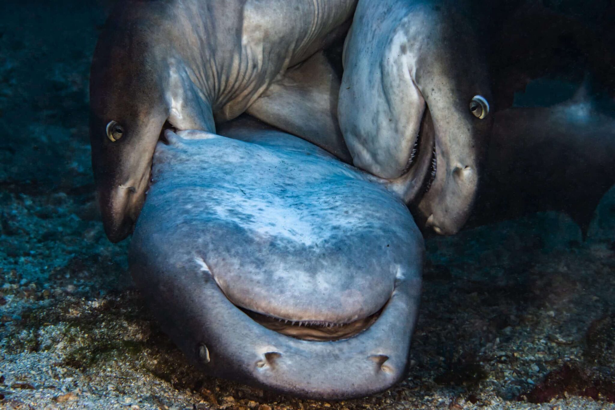Awe-inspiring image of white-tipped reef sharks mating, by award-winning wildlife photographer Edwar Herreno. It's a striking image as two sharks are biting down on another that appears upside down on the ocean floor. This image was a finalist at the most prestigious award ceremony: The Wildlife Photographer of the Year at the Natural History Museum in London, 2021. Wildlife photographer Edwar Herreno