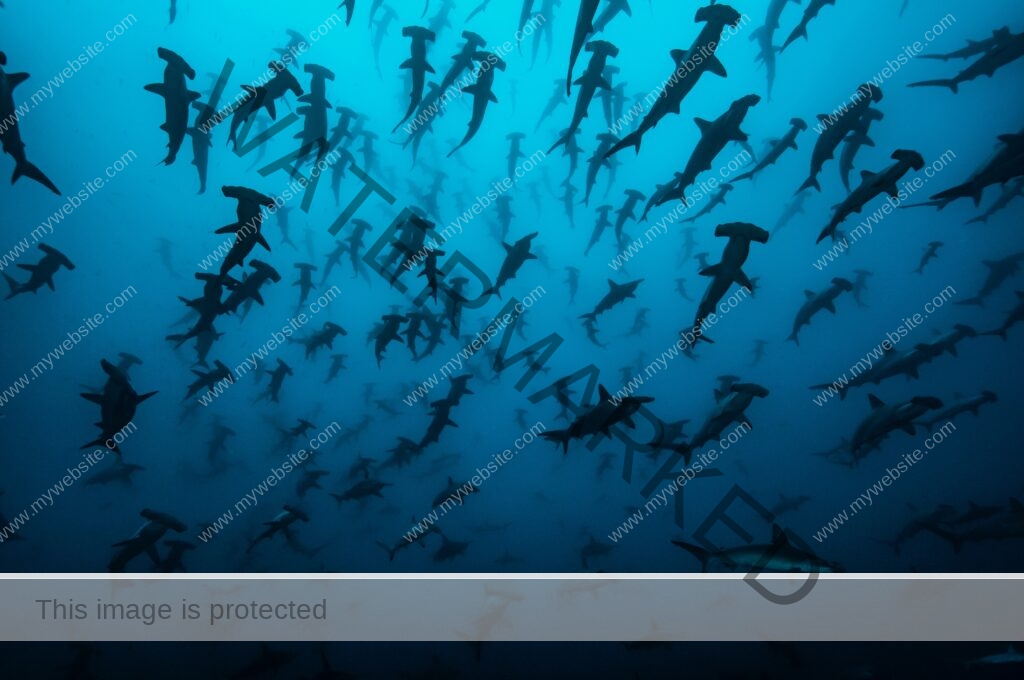 Serene deep blue photograph of hundreds of hammerhead sharks off Cocos Island by award-winning Costa Rican photographer Edwar Herreno. You are looking up at the sharks as they apepar to swim near the surface, with a few close-up near the camera, evoking feelings of awe and wonder. Wildlife photographer, Edwar Herreno