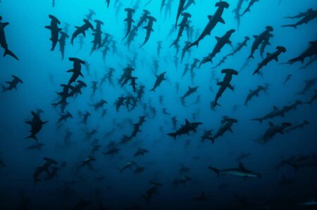 Serene deep blue photograph of hundreds of hammerhead sharks off Cocos Island by award-winning Costa Rican photographer Edwar Herreno. You are looking up at the sharks as they apepar to swim near the surface, with a few close-up near the camera, evoking feelings of awe and wonder. Hammerhead sharks Cocos Island