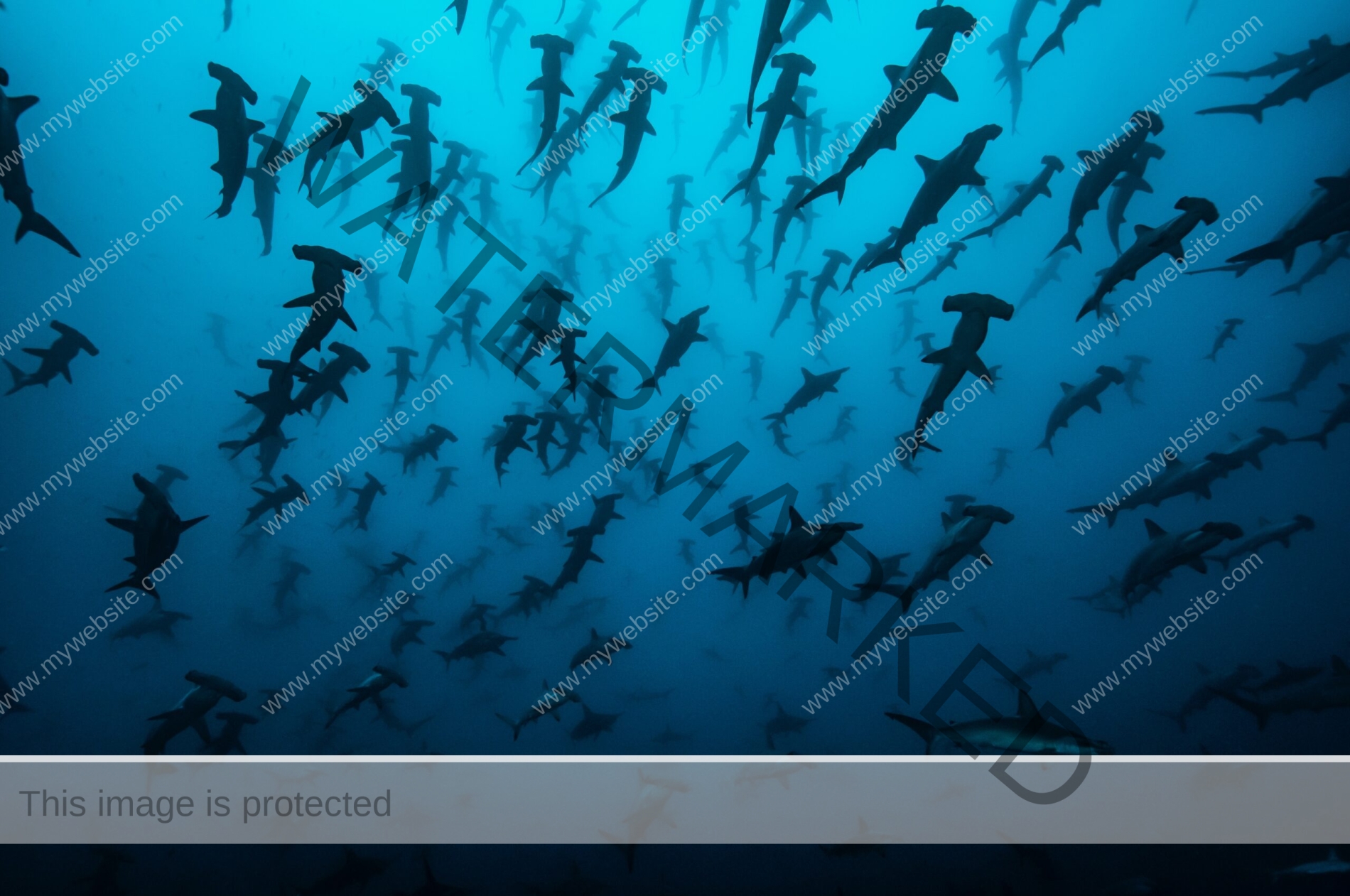 School of Hammerhead Sharks. Cocos Island, Costa Rica