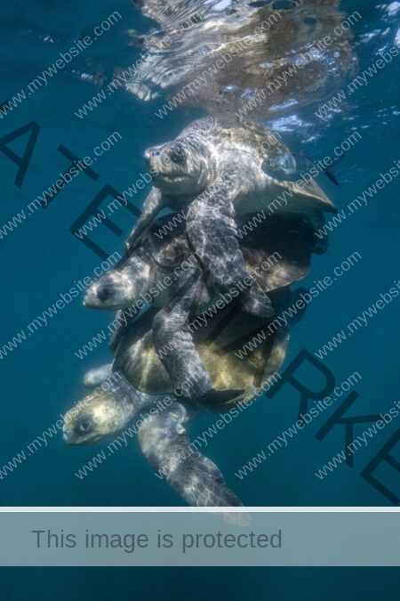 Awe-inspiring deep blue underwater photograph by award-winning Costa Rican photographer Edwar Herreno. Three leatherback turtles triple stacked during mating season. The image evokes feelings of wonder and surprise. Olive Ridley mating photograph.