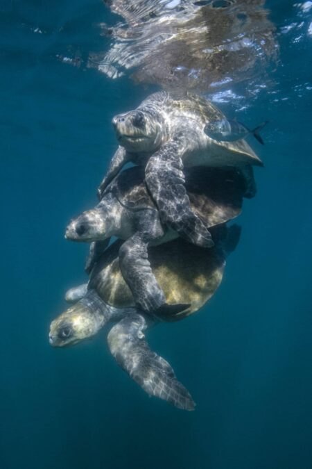 Awe-inspiring deep blue underwater photograph by award-winning Costa Rican photographer Edwar Herreno. Three leatherback turtles triple stacked during mating season. The image evokes feelings of wonder and surprise. Olive Ridley mating photograph.