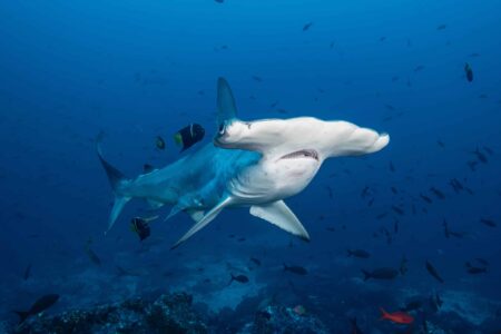 Serene underwater photograph of a King Angel Fish cleaning off Cocos Island by award-winning Colombian photographer Edwar Herreno. The hammerhead shark appears to swim towards the camera. The image evokes feelings of calm and quiet. Edwar Herreno photograph