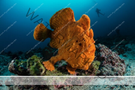Awe-inspiring deep ocean photograph of Frog Fish with a tiny silhouette of a diver in the background, by award-winning Costa Rican photographer Edwar Herreno. Frog fish photograph