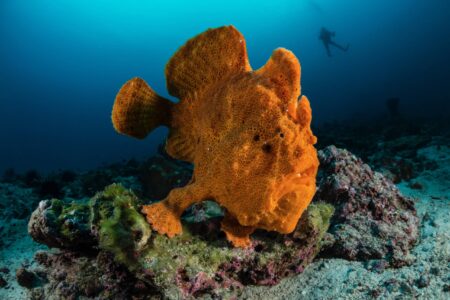 Awe-inspiring deep ocean photograph of Frog Fish with a tiny silhouette of a diver in the background, by award-winning Costa Rican photographer Edwar Herreno. Frog fish photograph