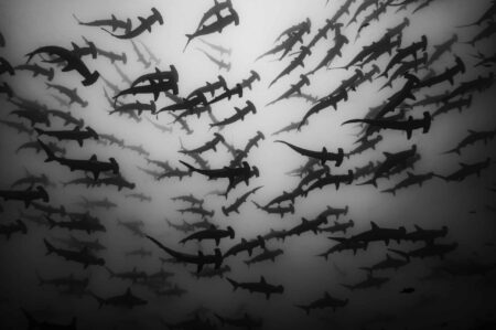 Serene black and white photograph of hundreds of scalloped hammerhead sharks by award-winning Colombian photographer Edwar Herreno. You are looking up at the sharks as they apepar to swim near the surface, evoking feelings of awe and wonder. Hammerhead shark photograph.