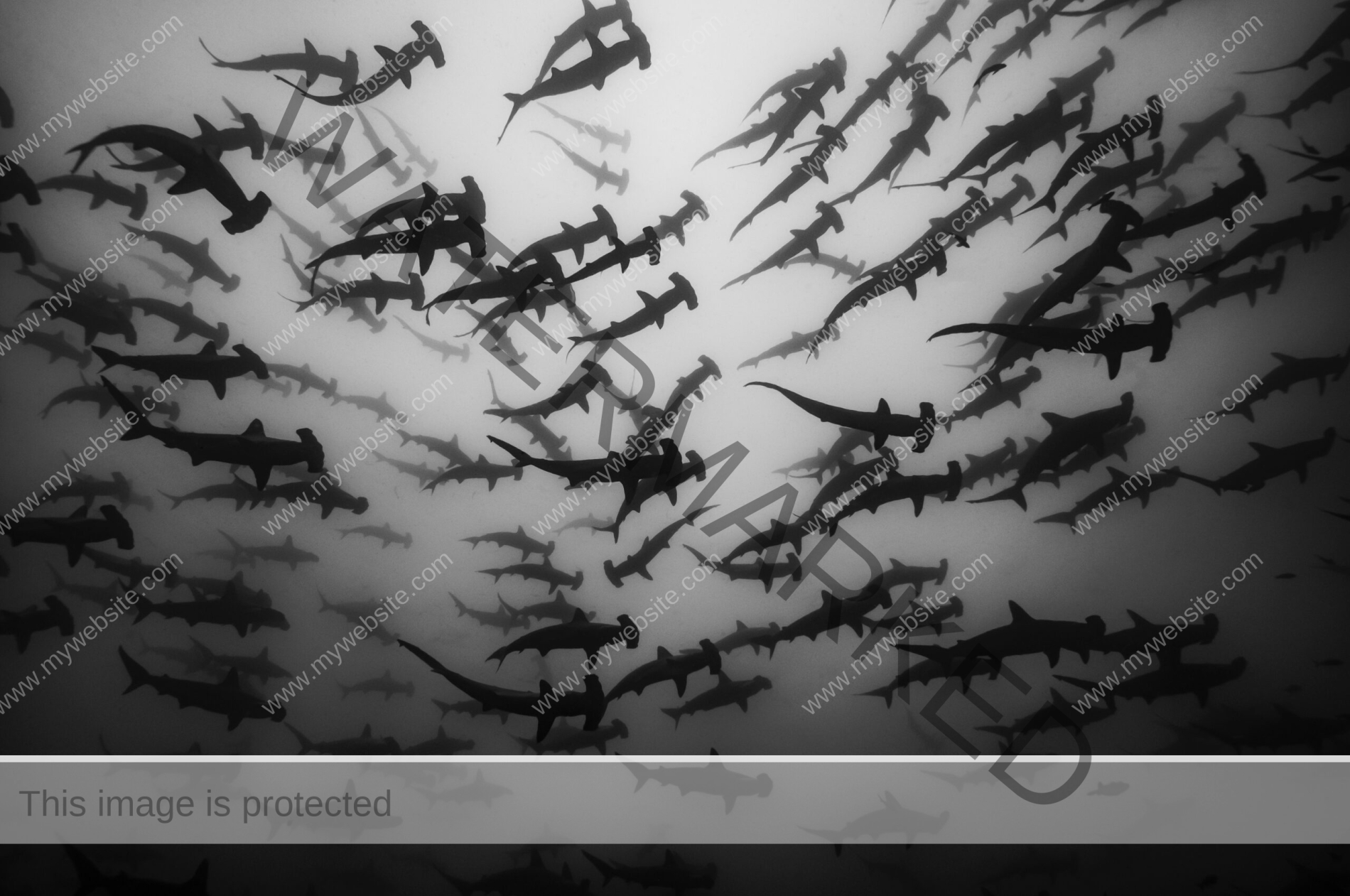 Serene black and white photograph of hundreds of scalloped hammerhead sharks by award-winning Colombian photographer Edwar Herreno. You are looking up at the sharks as they apepar to swim near the surface, evoking feelings of awe and wonder. Hammerhead shark photograph.