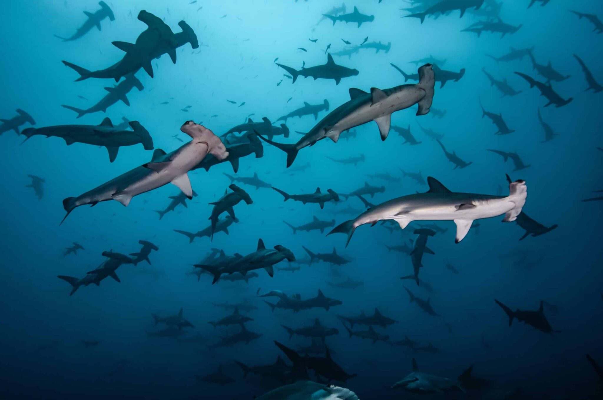 Serene deep blue photograph of hundreds of hammerhead sharks off Cocos Island by award-winning Costa Rican photographer Edwar Herreno. You are looking up at the sharks as they apepar to swim near the surface, with a few close-up near the camera, evoking feelings of awe and wonder. side view hammerhead photograph.
