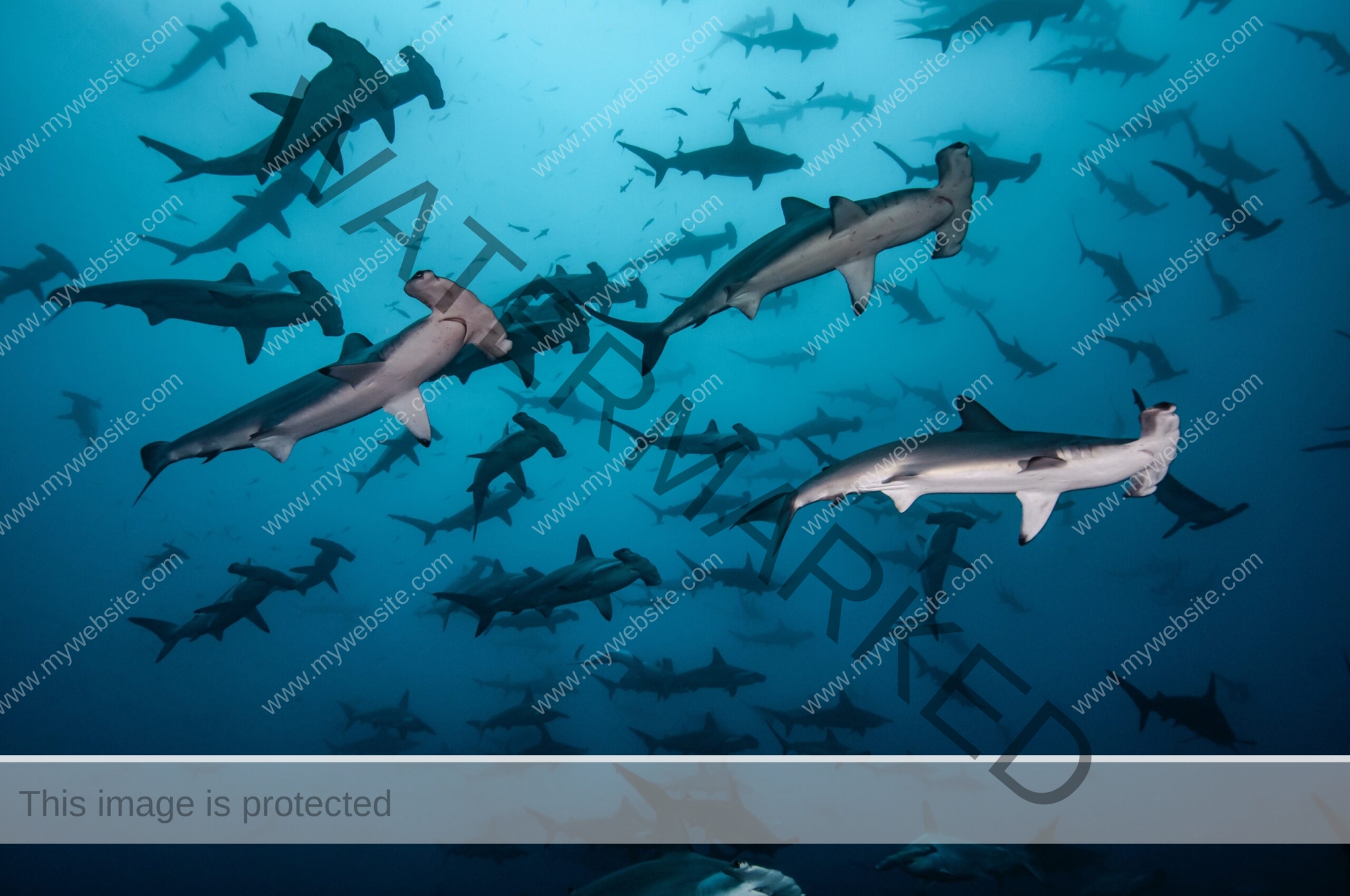 Serene deep blue photograph of hundreds of hammerhead sharks off Cocos Island by award-winning Costa Rican photographer Edwar Herreno. You are looking up at the sharks as they apepar to swim near the surface, with a few close-up near the camera, evoking feelings of awe and wonder. side view hammerhead photograph.