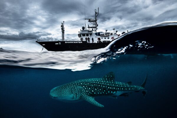 Awe-inspiring split view photograph of whale shark underneath MV Shark Water boat off Cocos Island by award-winning Colombian photographer Edwar Herreno. United Nations World Oceans Day