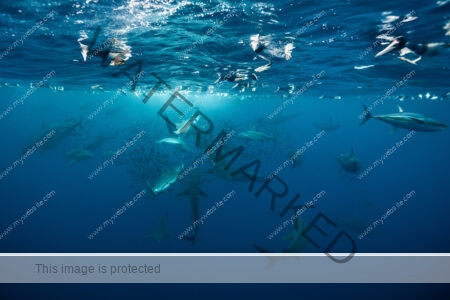 Awe-inspiring deep blue underwater photograph of dolphins, sharks and birds on the surface of the water feeding on bait fish, by award-winning Costa Rican photographer Edwar Herreno. Marine predator photography in action.