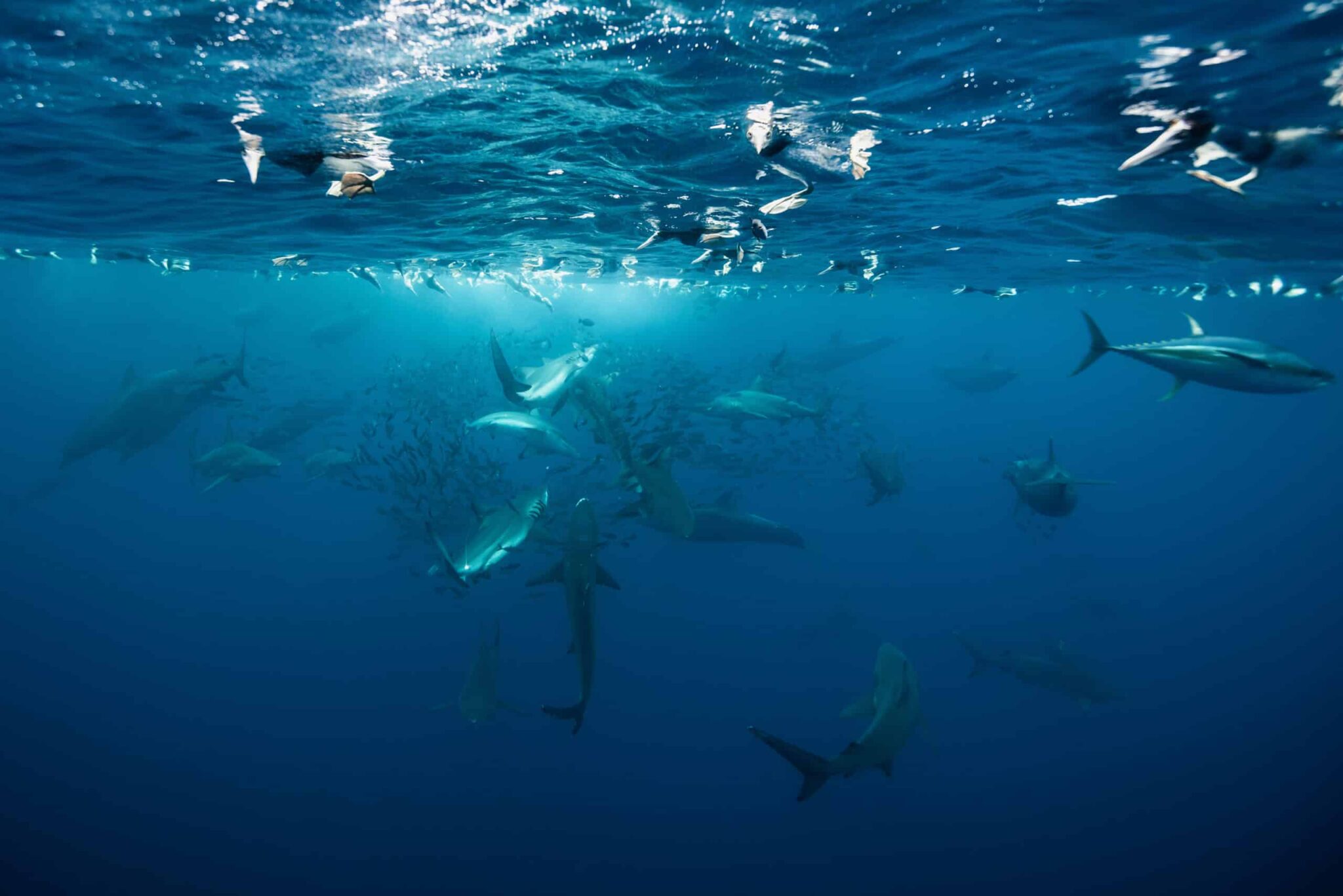 Awe-inspiring deep blue underwater photograph of dolphins, sharks and birds on the surface of the water feeding on bait fish, by award-winning Costa Rican photographer Edwar Herreno. Marine predator photography in action.