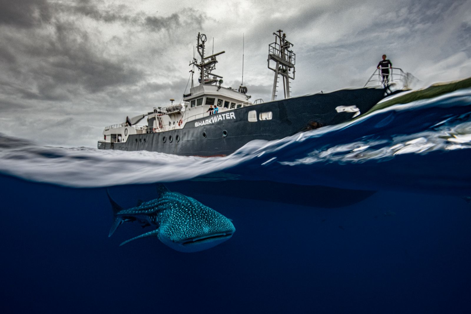 Photograph of a Whale Shark circling a boat by Edwar Herreno. Award-winning image coming second place in the United Nations World Oceans Day awards. It also came second in the Ocean Photographer of the Year 2024 awards.