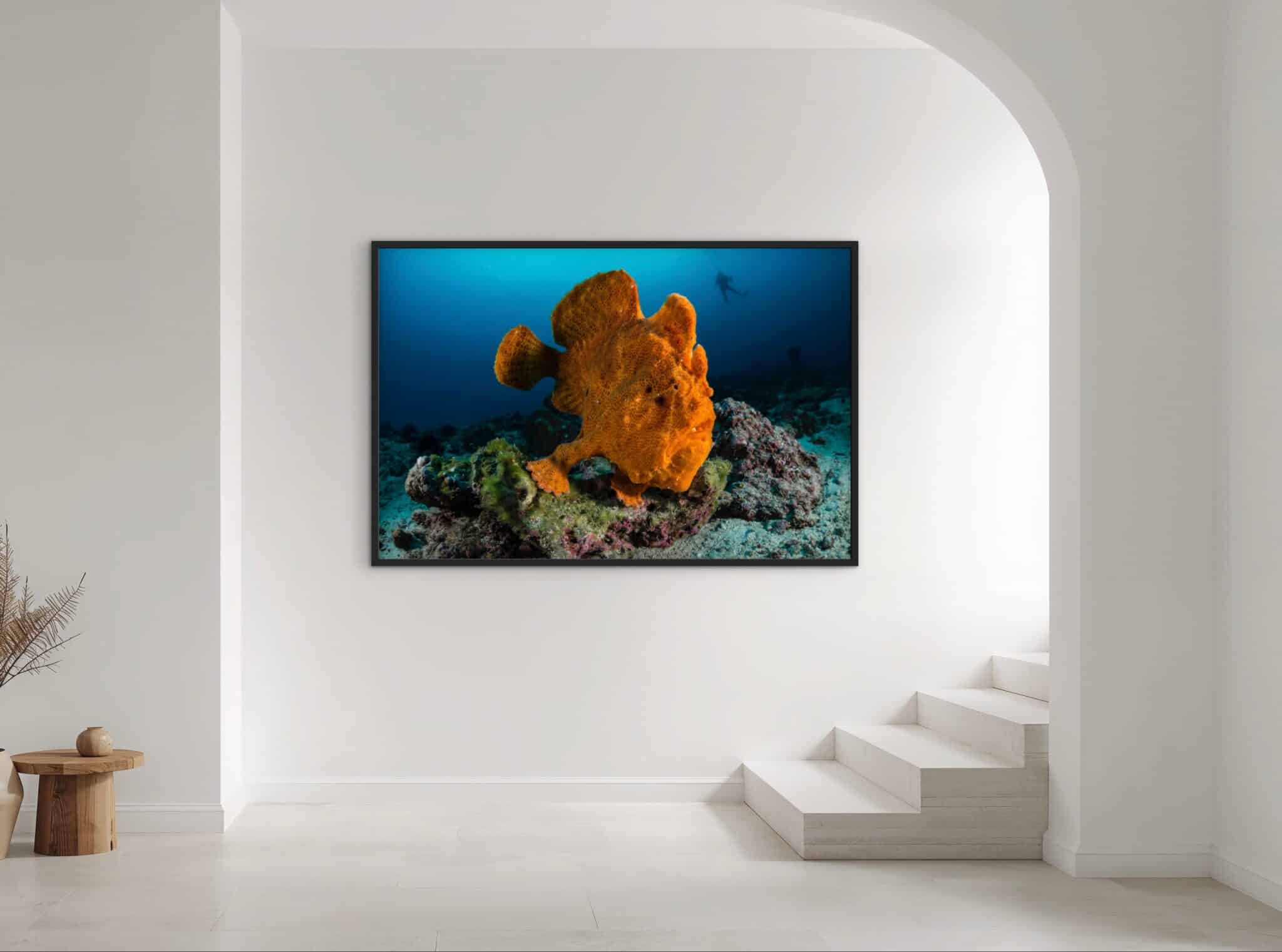 Entitled "Frog Fish. Cocos Island, Costa Rica," this artwork presents a vivid orange frogfish upon reef, elegantly showcased in a serene, minimalist interior with arched doorway, pale wood accents, and refined natural textures. , an original work available at MÍRAME Fine Art.