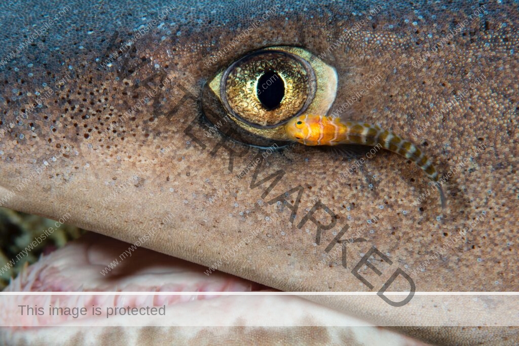An impossible photograph of a white-tipped reef shark and a cleaner fish on its eye lens, by award-winning Colombian wildlife photographer Edwar Herreno.