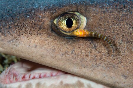 An impossible photograph of a white-tipped reef shark and a cleaner fish on its eye lens, by award-winning Colombian wildlife photographer Edwar Herreno. Cleaner fish photograph.