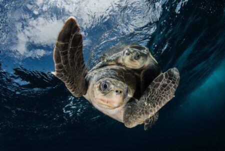 Olive Ridley Turtles mating, looking like they're flying through the water. By Edwar Herreno.
