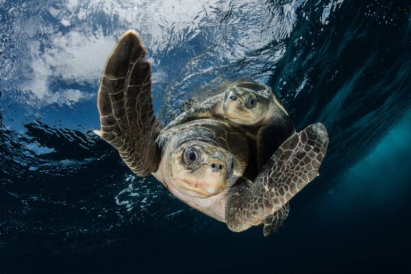 Olive Ridley Turtles mating, looking like they're flying through the water. By Edwar Herreno.