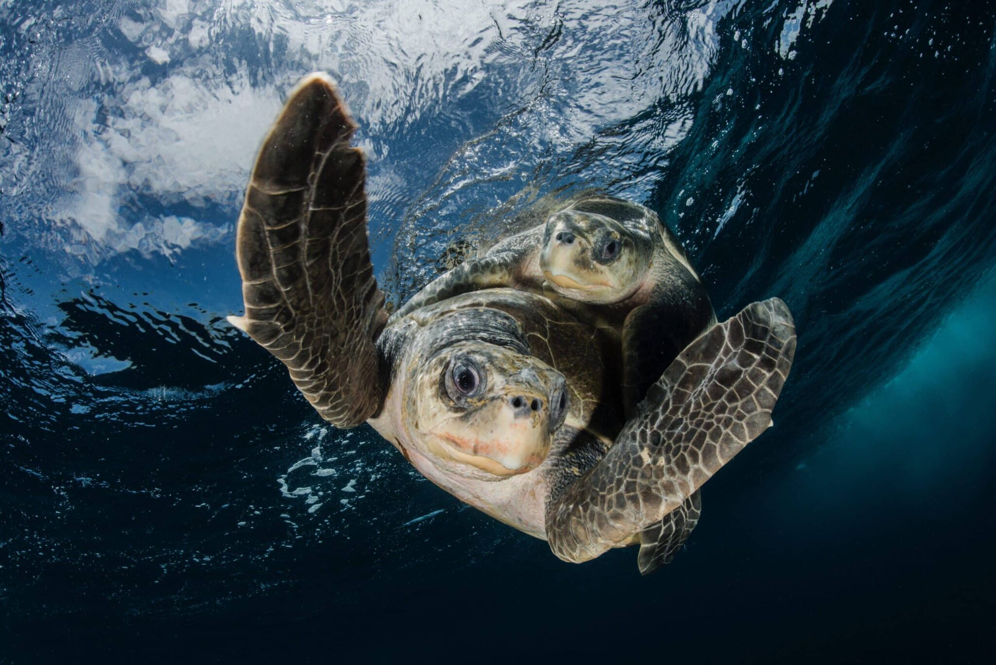 Olive Ridley Turtles mating, looking like they're flying through the water. By Edwar Herreno.