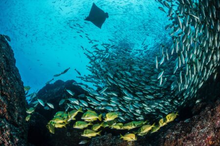 Colourful photograph by Edwar Herreno featuring shoals of fish and a ray silhouette. Herreno is looking up at the ray as the sunlight beams through the water. Edwar Herreno fish photography.