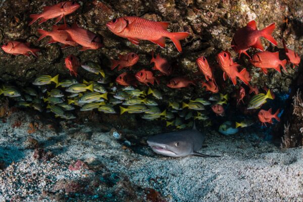Colourful Edwar Herreno photography of a white-tipped reef shark lurking beneath schools of colourful fish.