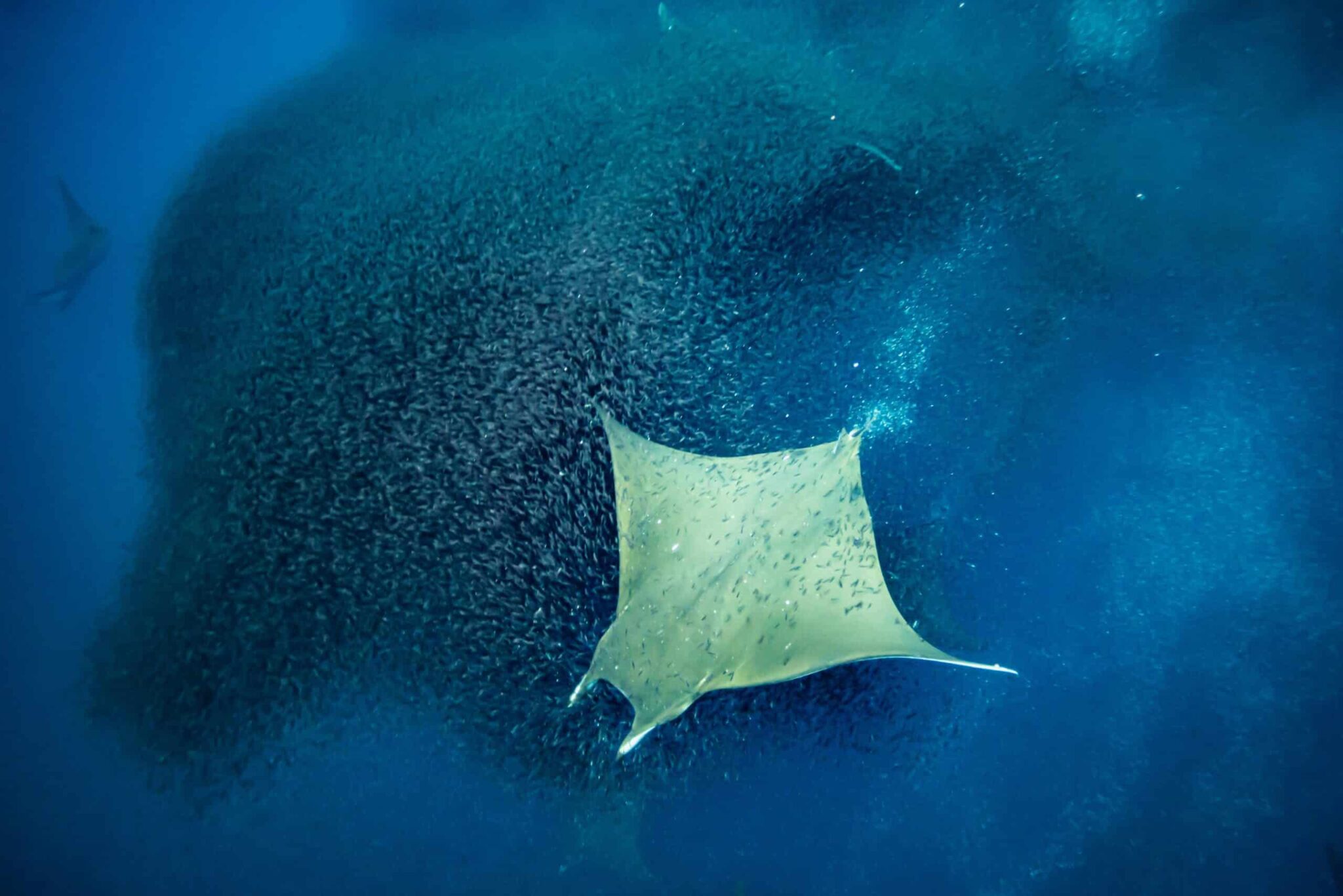 Photograph of mobula ray feeding by Edwar Herreno, taking in Costa Rica. Looking down at the ray you see the enormity of the predator as a large shoal of fish tries to escape below.