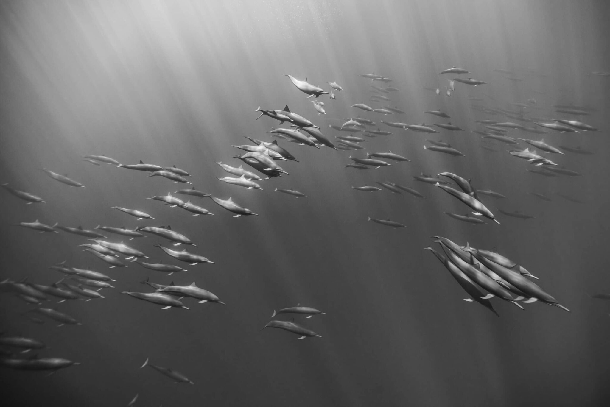 Black and white photograph of spinner dolphins by Edwar Herreno. Taken off Caño Island, Costa Rica. Spinner dolphin photography
