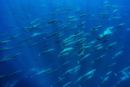 Photography by Edwar Herreno of thousands of spinner dolphins off Caño island. Spinner dolphin photograph.