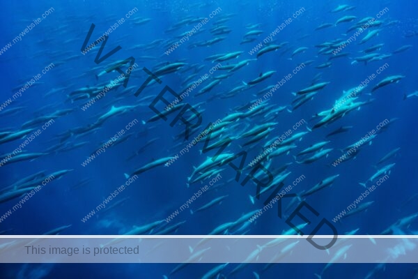 Photography by Edwar Herreno of thousands of spinner dolphins off Caño island. Spinner dolphin photograph.