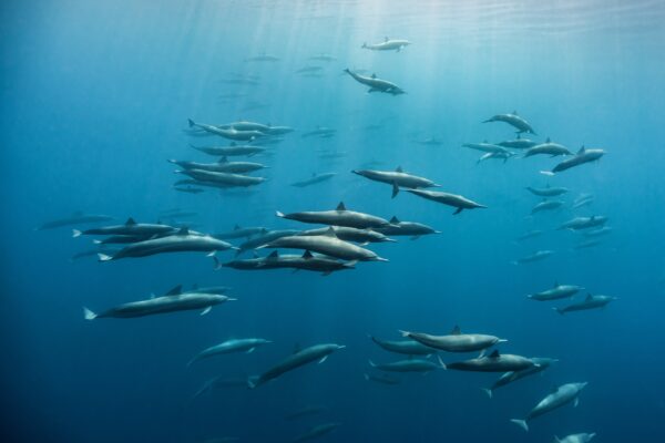Spinner dolphin photograph by Edwar Herreno, taken off the coast of Caño Island.