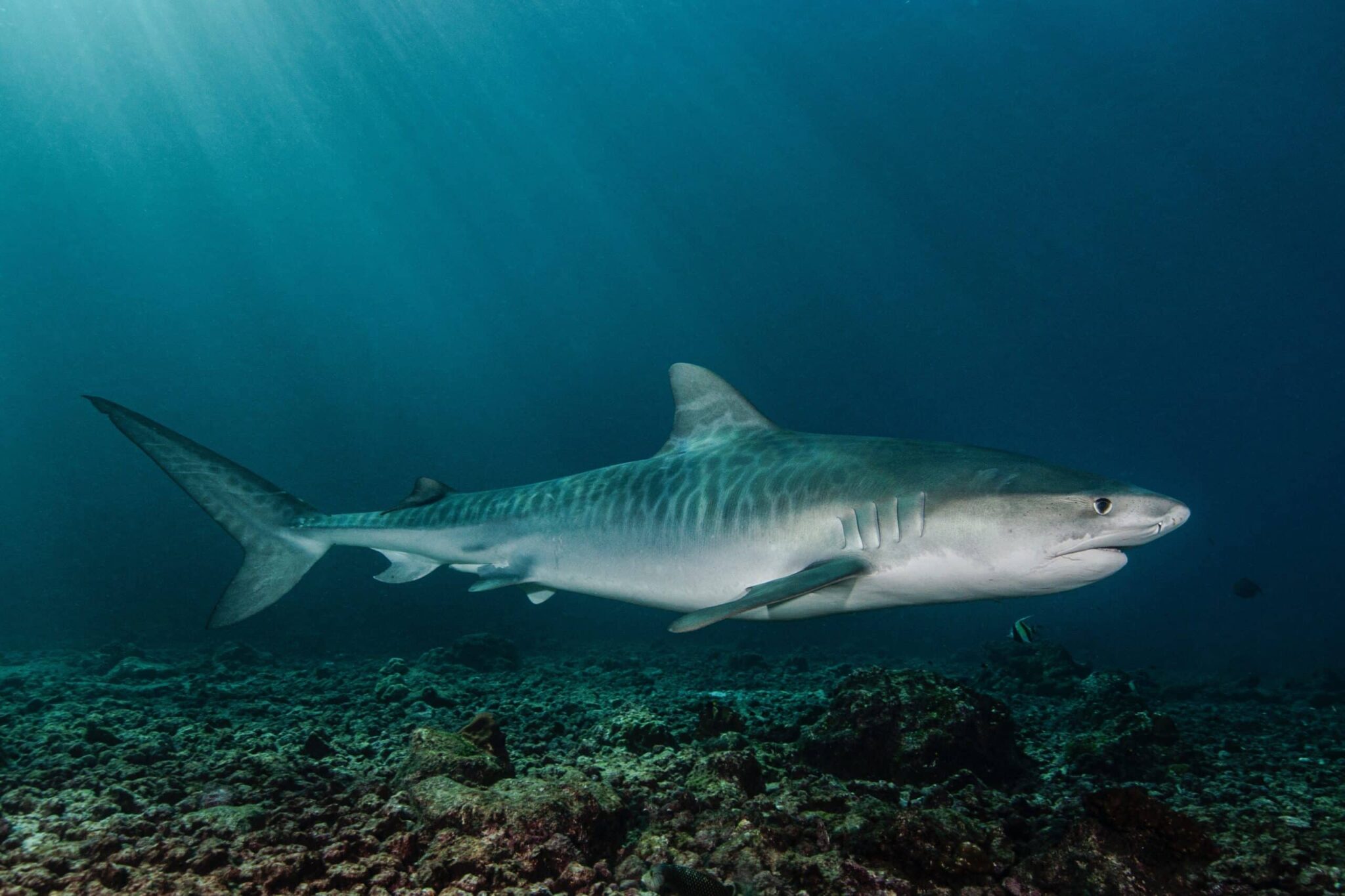 Tiger shark Cocos Island photograph taken by Edwar Herreno. You can see the side view of the shark as it swims past Herreno.