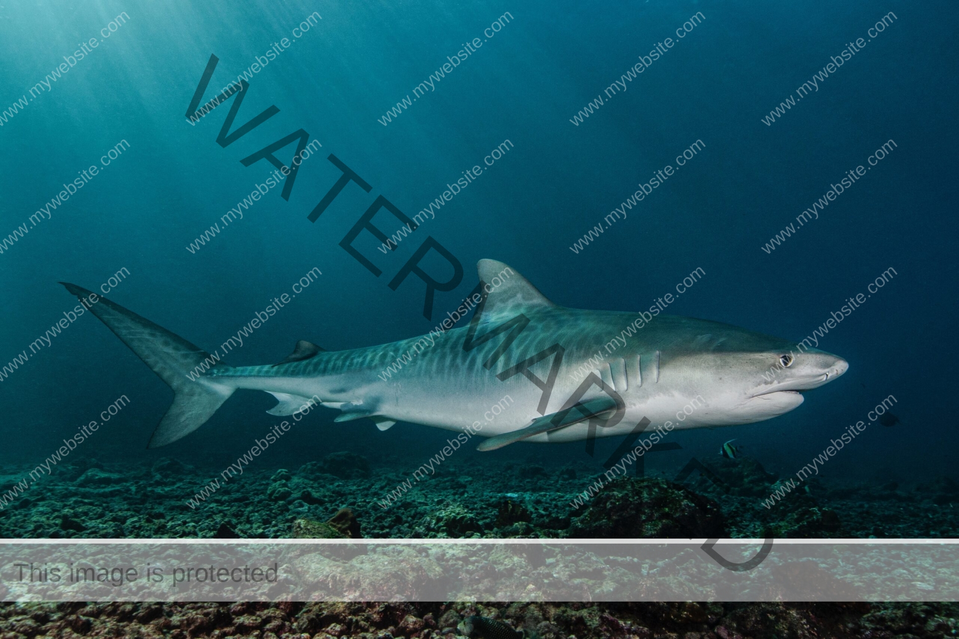 Tiger shark Cocos Island photograph taken by Edwar Herreno. You can see the side view of the shark as it swims past Herreno.