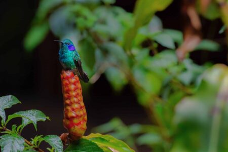 Green violet-ear Hummingbird captured by wildlife photographer, Edwar Herreno.
