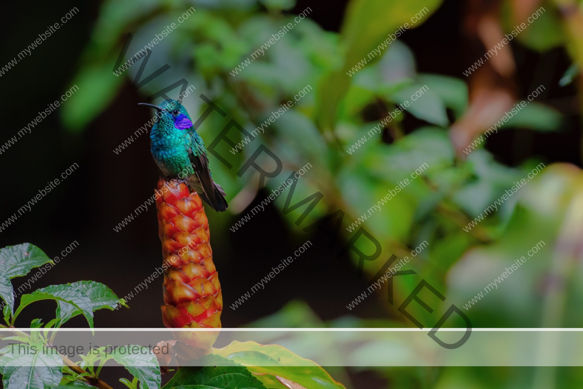 Green Violet-Ear Hummingbird. Costa Rica.