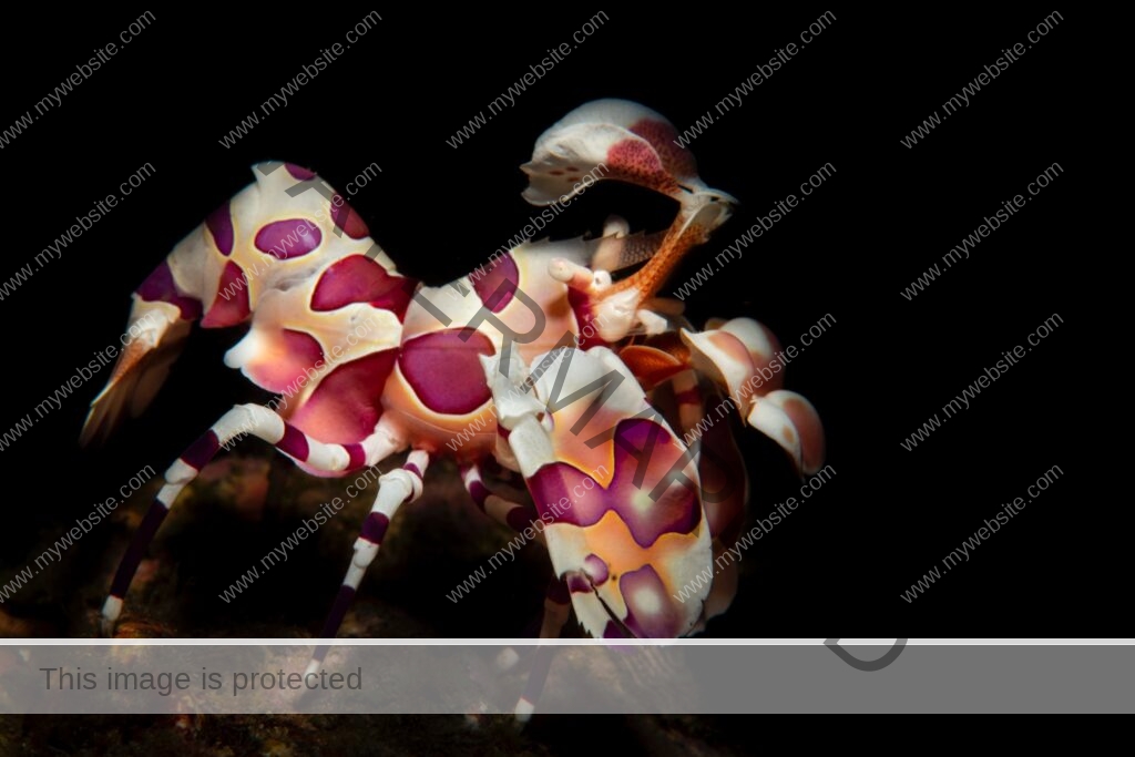 Harlequin shrimp photograph by Edwar Herreno, The shrimp is colourful and opulent set against a jet black background.