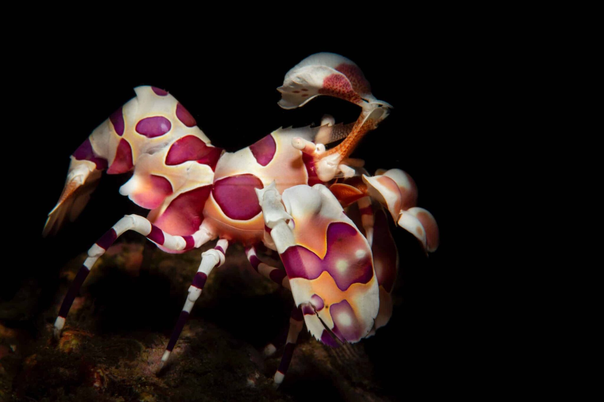 Harlequin shrimp photograph by Edwar Herreno, The shrimp is colourful and opulent set against a jet black background.