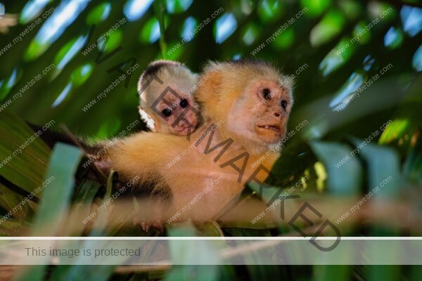 Capuchin monkey photograph by Edwar Herreno. Taken in Drake Bay, Costa Rica, the scene captures a baby riding on the back of its mother.