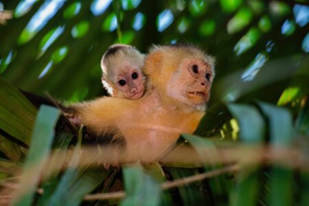 Capuchin monkey photograph by Edwar Herreno. Taken in Drake Bay, Costa Rica, the scene captures a baby riding on the back of its mother.