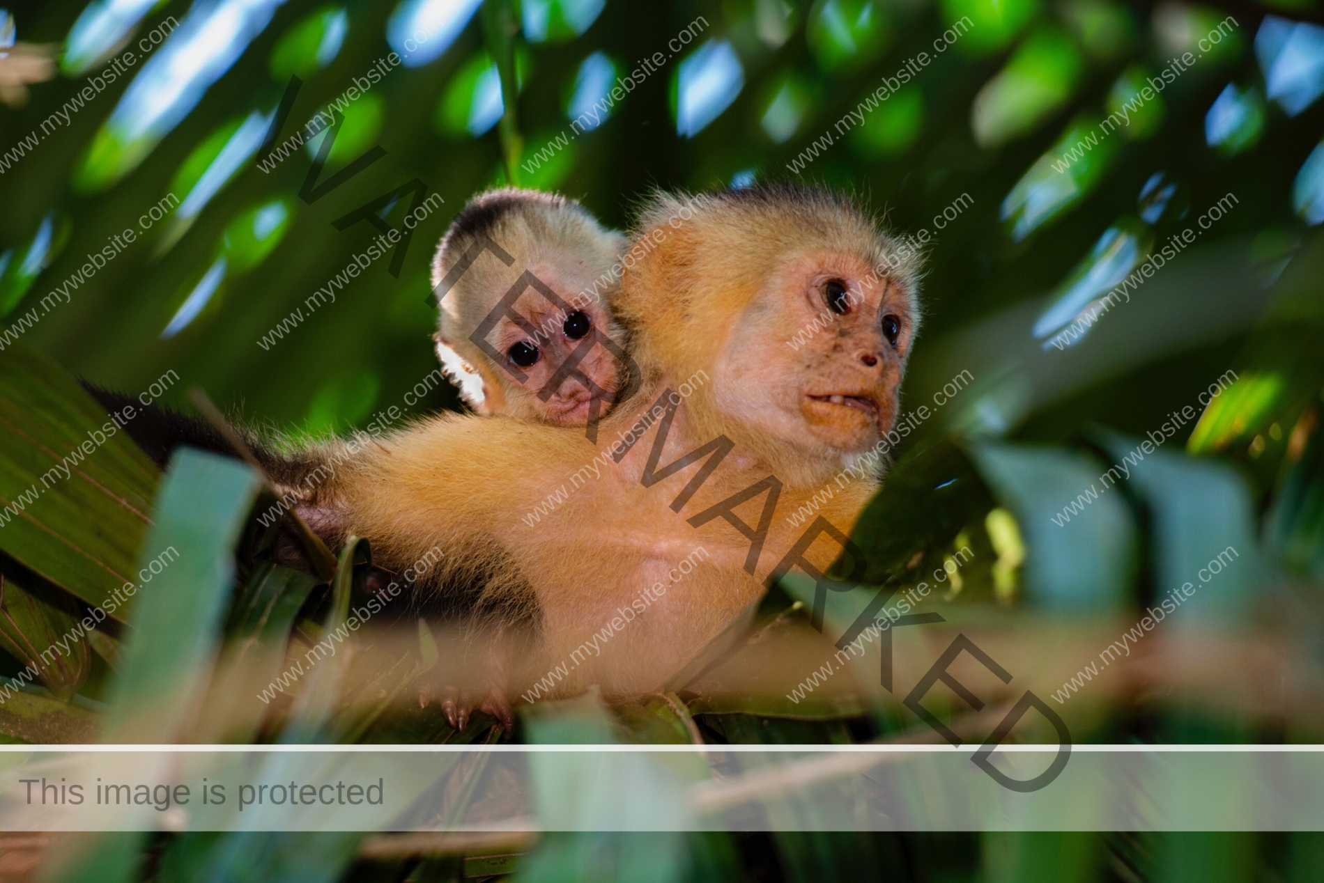 Capuchin monkey photograph (mother and baby). Drake Bay, Costa Rica