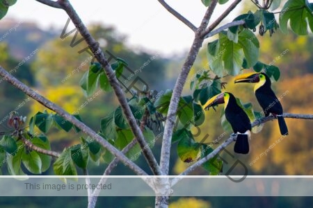 keel-billed toucan photograph by Edwar Herreno, showing the two birds sat in a tree against a blurred background. Taken in Costa Rica.