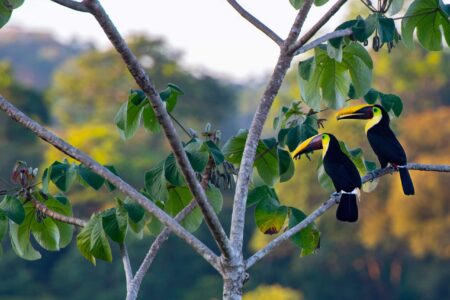 keel-billed toucan photograph by Edwar Herreno, showing the two birds sat in a tree against a blurred background. Taken in Costa Rica.