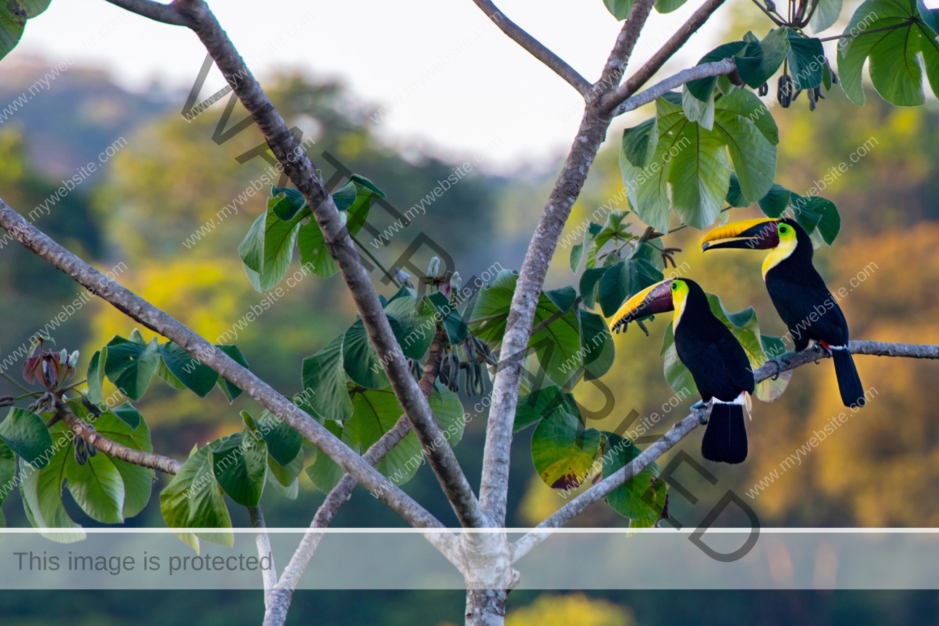 Keel-Billed Toucans. Drake Bay, Costa Rica