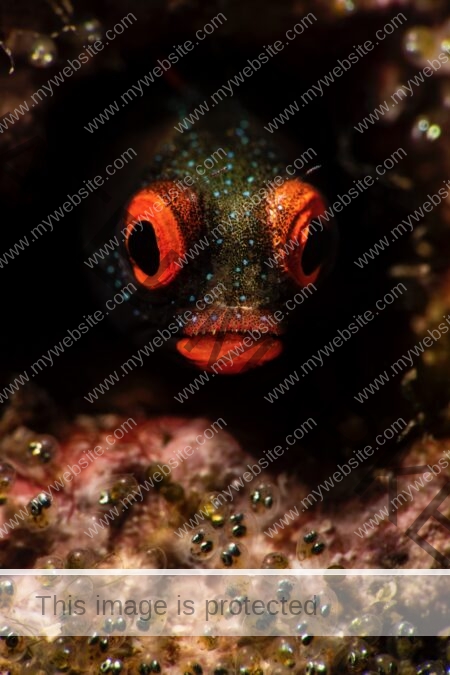 Goby fish photograph Playas del Coco photograph by Edwar Herreno. The colourful fish is hiding in coral surrounded by its eggs.