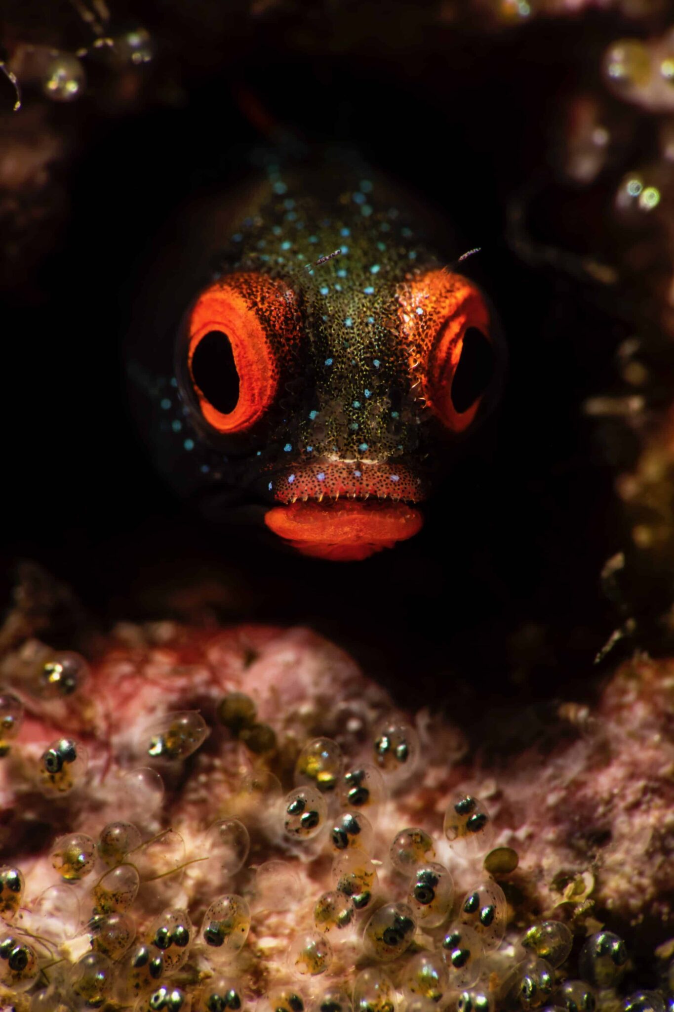 Goby fish photograph Playas del Coco photograph by Edwar Herreno. The colourful fish is hiding in coral surrounded by its eggs.