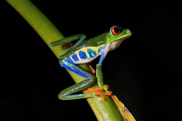 Caribbean Red-Eyed Tree Frog captured by wildlife photographer Edwar Herreno.