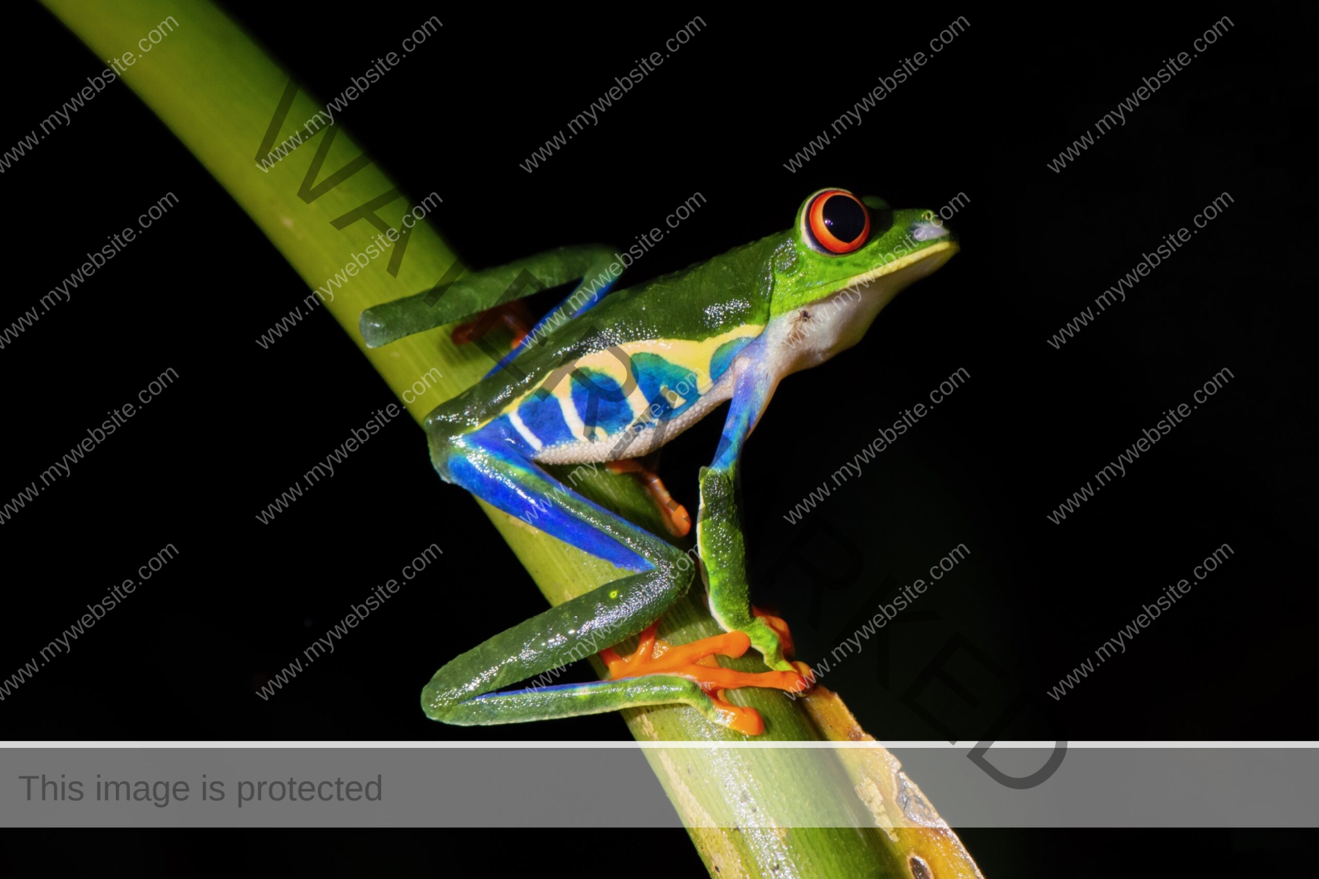 Caribbean Red-Eyed Tree Frog captured by wildlife photographer Edwar Herreno.