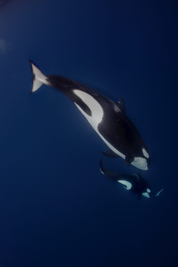 Photograph by Edwar Herreno of a mother killer whale teaching her calf how to hunt.